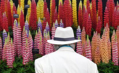 Un hombre observa flores expuestas en la feria "Chelsea Flower Show" en Londres.