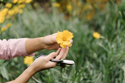 La exdiseñadora afirma que "ver el primer capullo de una flor es como reencontrarse con un viejo amigo que hace tiempo que no ves".