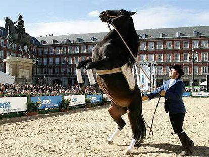 <i>salón de baile</i> de los caballos andaluces, en Madrid