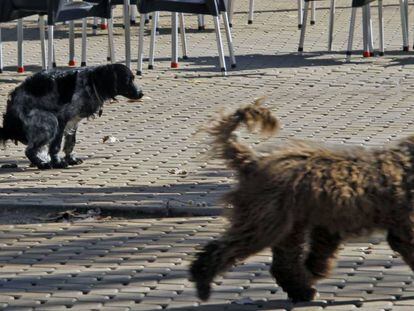 Un perro defeca sin control de su dueño en una plaza pública en la que juegan niños.