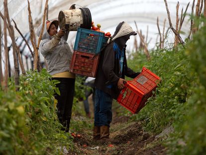 Campesinos trabajando en una cosecha de tomate en Michoacán en 2019.