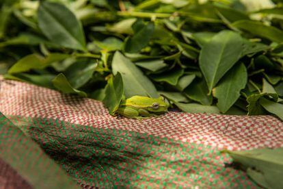 Mientras cosechaban hojas de coca al sur de departamento de Putumayo, cerca de la frontera con Ecuador, en octubre de 2020, unos trabajadores encontraron una rana camuflada entre las hojas. Después de admirarla, la rana fue liberada en el bosque circundante.