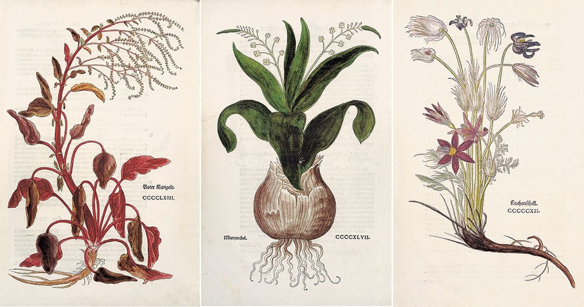 The New Herbal': El nacimiento de la botánica moderna (y del color fucsia)  | EL PAÍS Semanal | EL PAÍS