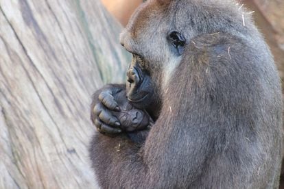 Este pequeño gorila es 'Ekan', y nació en noviembre en Bioparc Fuengirola. Visitar este parque de animales (o su hermano en Valencia) es una oportunidad de ver el mundo salvaje que está en peligro y de concienciarse de la necesidad de protegerlo. Más información: <a href="https://www.bioparcfuengirola.es/" target="_blank">bioparcfuengirola.es</a>