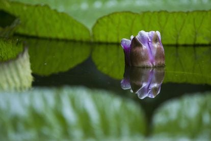 Pese a que no llegó a abrir, la flor logró emitir al principio el fuerte aroma a piña con el que atrae a los coleópteros para la polinización. Y cambió de color, del rosa al blanco, en la tarde del segundo día