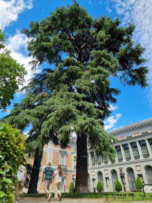 Huge hundred-year-old cedar from Lebanon at the gates of the Prado Museum, Madrid.