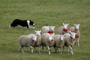Un 'border collie' durante uno de los campeonatos anuales de perros pastores organizados en Kingston (Canadá).