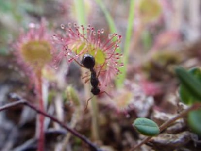 Los alquimistas creían que esta planta contenía el elixir de la vida. Darwin encontró en ella la razón de ser de las plantas insectívoras