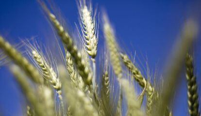 Plantación de trigo en la Universidad de Oregón (EE UU)