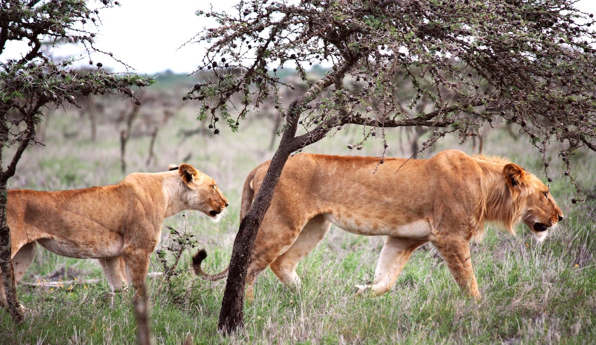 Las hormigas que derrotaron a los leones | Ciencia