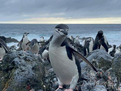 Colonia de pingüino barbijos ('Pygoscelis antarcticus'), en isla Decepción, en un archipiélago situado al sur del continente americano en la Antártida.