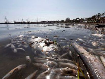 El Gobierno de Murcia achaca la mortandad a la reciente gota fría, mientras que los ecologistas denuncian el deterioro de la zona