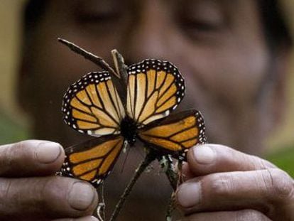 Las temperaturas extremas degradan el bosque donde hiberna una de las especies más emblemáticas de Norteamérica