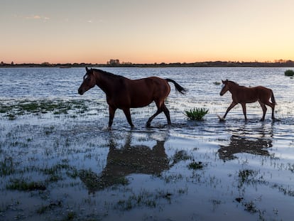 Marisma de El Rocío, en el Parque Nacional de Doñana.