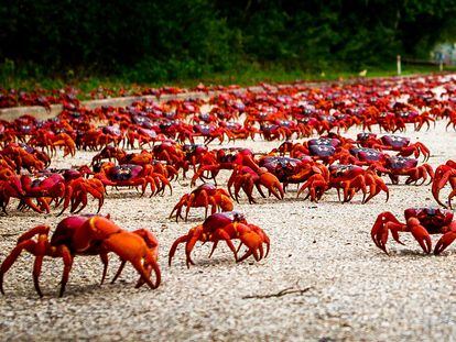 Migración de los cangrejos en la isla Navidad.