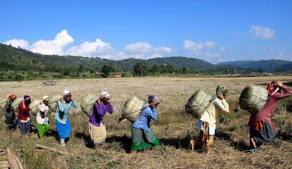 Mujeres de la tribu Tiwa transportan bolsas de arroz en su granja en el distrito de Karbi Anglong en el estado de Assam (India).