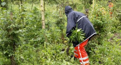 Un cultivo de marihuana en la frontera entre Holanda y Alemania, en una imagen de archivo.
