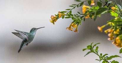 El colibrí, endémico de las Américas, es fundamental para polinizar algunas especies de flores.
