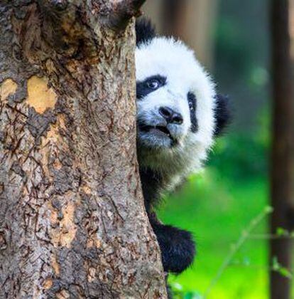 Un panda en el centro para la investigación y reproducción de estos osos en Chengdú (China).