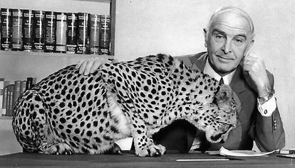 Bernhard Grzimek, en los años cincuenta, con un guepardo en su mesa.