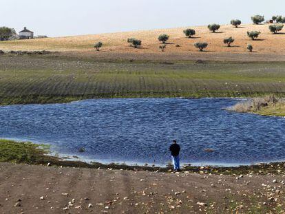 El agua subterránea vuelve a emerger en los Ojos del Guadiana pese a la sequía. La fotografía fue tomada en marzo pasado junto al molino de Zuacorta, en Ciudad Real.