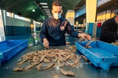 Sailor Juan José Palacios selects the Sanlúcar prawns caught last Thursday at the fish market in the port of Bonanza, in Sanlúcar de Barrameda (Cádiz).