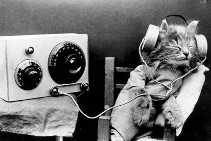 No hay nada más cutie que humanizar a un animal. Un gatito con auriculares emulando a una telefonista de los años 30 es una buena muestra.