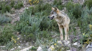 Un lobo de una manada criada en semilibertad en Robledo de Chavela (Madrid).