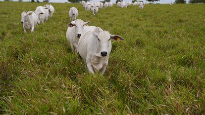 Gado bovino na Fazenda San José, em Vichada (Colômbia), a 30 quilômetros da fronteira com a Venezuela.