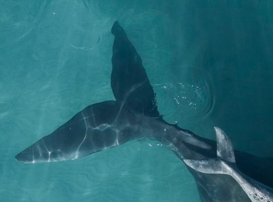 La cola de una ballena franca y su cría, en una fotografía aérea.