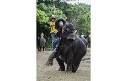 Las ONG denuncian que los espectáculos protagonizados por elefantes en Tailandia propician la crueldad en su entrenamiento. Algunos de los santuarios no lo son, aunque todos aseguran regirse por buenas prácticas.