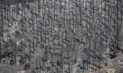 Una zona afectada por el incendio de Gran Canaria.