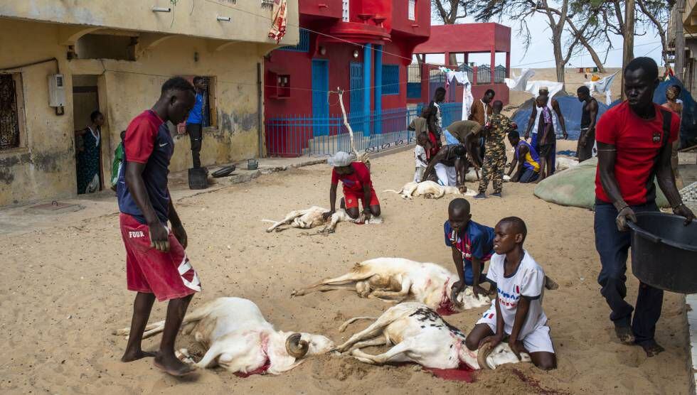 Unos niños sujetan los carneros recién sacrificados en una calle del barrio de Guet Ndar, en Saint Louis, Senegal, durante la celebración del tabaski.