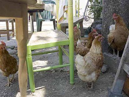 Gallinas al aire libre en una granja doméstica próxima al humedal de Salburua.