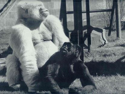 El famoso gorila albino &#039;Copito de Nieve&#039; junto a &#039;Virunga&#039;.