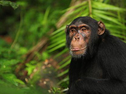 Un chimpanc&eacute; en el Parque Nacional de Kibale, en Uganda.