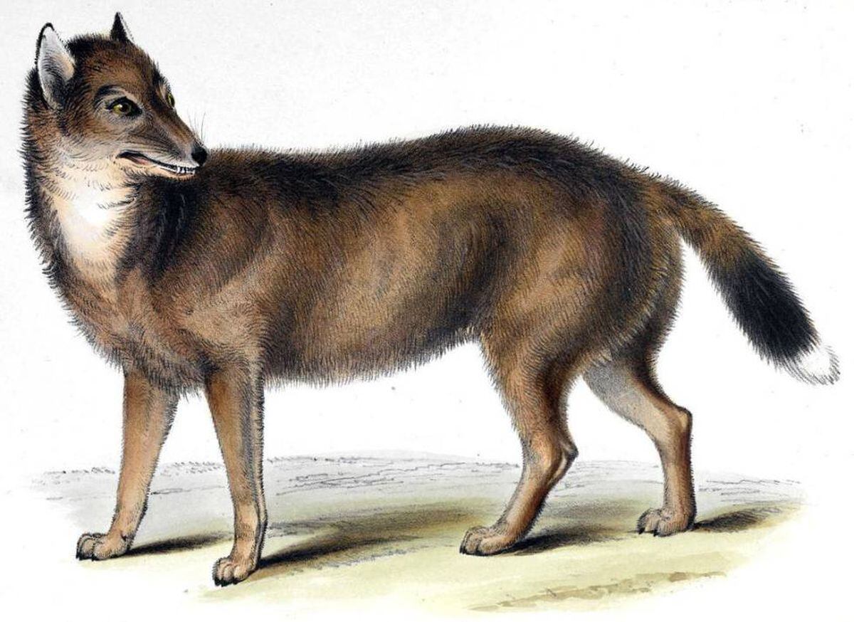 El 'lobo' de las Malvinas que desconcertó a Darwin en realidad se parecía más a un chacal | Ciencia | EL PAÍS El 'lobo' de las Malvinas que desconcertó a Darwin en realidad se parecía más a un chacal | Ciencia | EL PAÍS