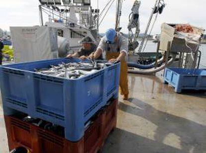 Pescadores descargan las primeras capturas de verdel, también denominado sarda o caballa, en el puerto de Santoña, tras iniciarse la temporada costera de esta especie, que afecta a toda la flota pesquera del Cántabrico que se tiene que atener a un cupo de capturas por tripulante y barco. EFE/Archivo