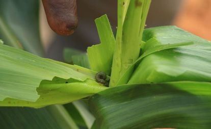 Una planta de ma&iacute;z afectada en Sud&aacute;frica.