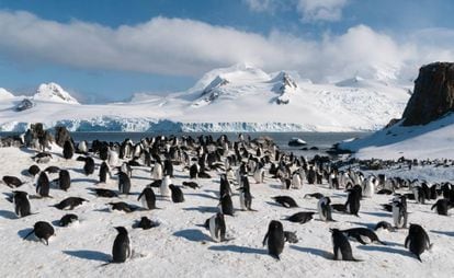Colonia de pingüinos barbijo en la isla Halfmoon, en la Antártida.