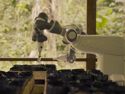 El robot YuMi siembra semillas en el invernadero de Junglekeepers en Perú, en mayo de 2023.