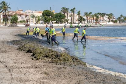 Operarios retiran algas en una playa del mar Menor en junio.