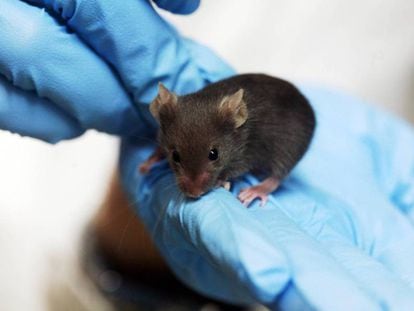 Los ratones siguen siendo imprescindibles para investigar enfermedades.