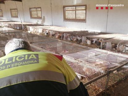 Intervención de los Mossos d'Esquadra en la granja ilegal de cobayas.