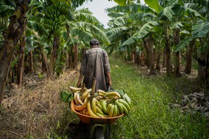 René Manzano lleva plátanos en una carretilla hacia su puesto de venta a la orilla de la carretera en el municipio de San Rafael.
