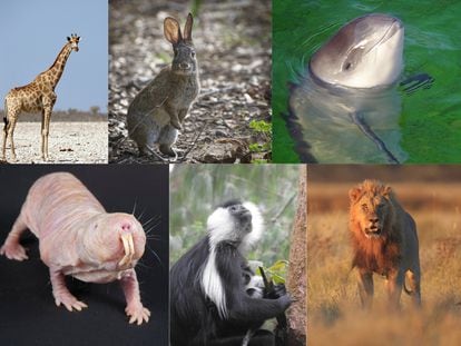 La comparación se ha realizado entre 16 especies de mamíferos de diferente masa corporal y esperanza de vida.
