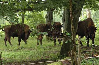Manada de bisontes europeos en libertad.