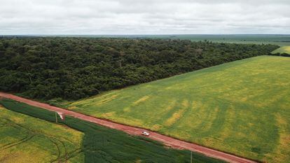 Los extensos campos de soja contrastan con fragmentos de selva tropical en São Felix do Araguaia, uno de los municipios productores de soja enviada a países europeos.