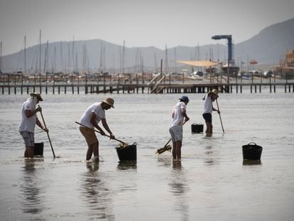 Recogida de biomasa en la playa de Los Urrutias, en el Mar Menor, en julio pasado.