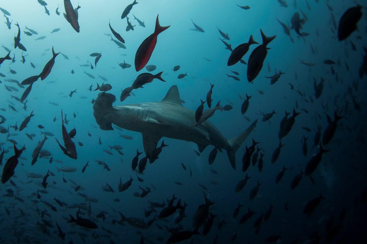 La pesca china amenaza a las Galápagos | Internacional | EL PAÍS